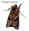 Chrysodeixis chalcites